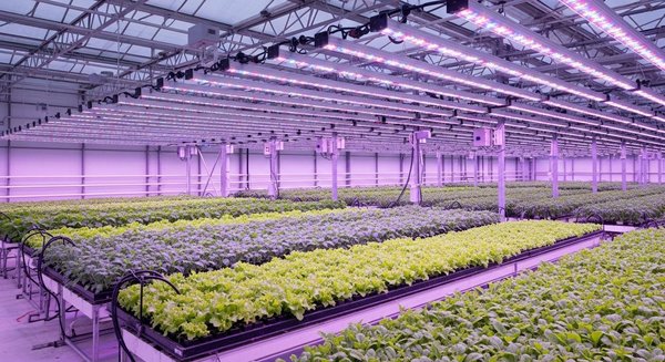 La LED horticole professionnelle : optimiser vos cultures pour une production performante